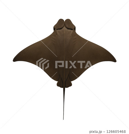 トビエイの真上姿 トビエイの真上姿 126605468