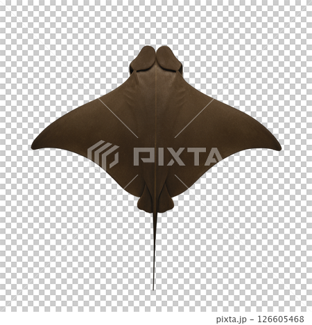 トビエイの真上姿 トビエイの真上姿 126605468