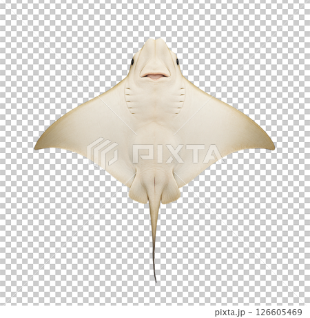 鷹鰩的腹視 126605469