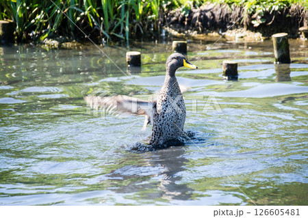 池の水面で羽ばたいて激しく水しぶきを上げるカモ　ロンドンのウェットランド・センターにて 126605481
