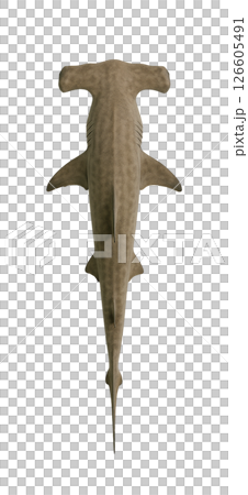 Top view of a hammerhead shark 126605491