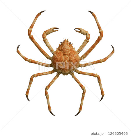 タカアシガニの背面姿のイラスト素材 [126605496] - PIXTA