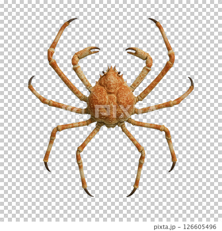 Back view of spider crab 126605496