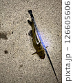 釣り 126605606