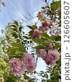 八重桜 126605607
