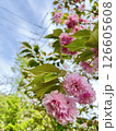 八重桜 126605608