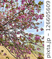 八重桜 126605609