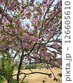八重桜 126605610