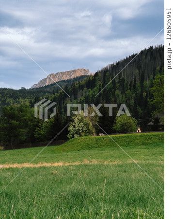 Lush green valley with trees and grassy field leading to forested slopes and rocky mountain peak, creating serene and picturesque landscape. Verdant valley stretching toward forested mountainside 126605951