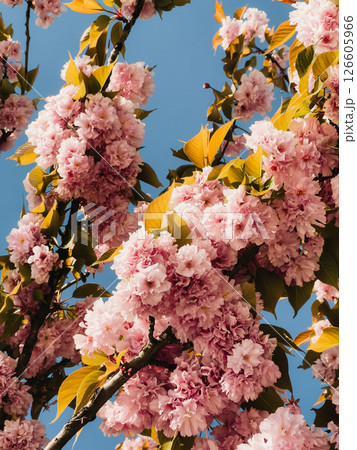 Lush pink cherry blossoms create vibrant display of color against clear blue sky, capturing essence of spring and beauty of nature. Pink cherry blossoms signal the season change Lush pink cherry blossoms create vibrant display of color against clear blue sky, capturing essence of spring and beauty of nature. Pink cherry blossoms signal the season change 126605966