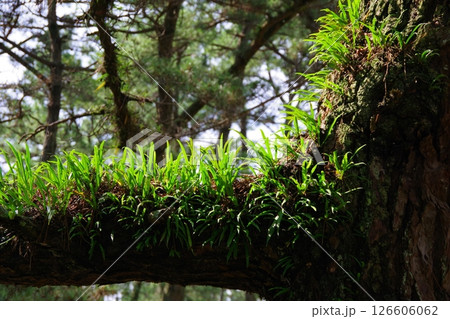松の幹に着生した軒忍 126606062