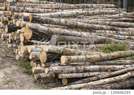 Firewood in the forest, birch tree logs. Lumber industry. Environmental damage 126606295