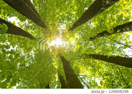 The rays of the sun make way through the foliage and crowns of linden trees. 126606296