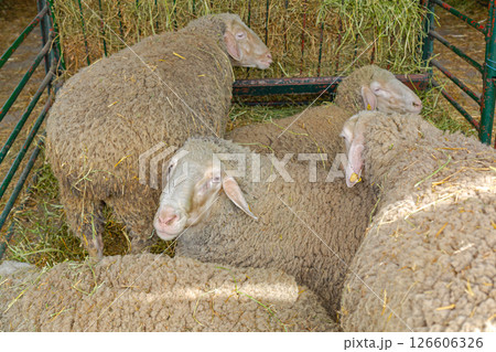 Flock of Sheep Farm 126606326