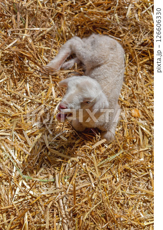 Lamb Laying in Hay 126606330