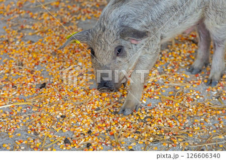 Young Mangalica Piglet Corn 126606340