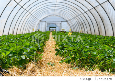 Strawberry plants growing in greenhouse with straw mulch. 126606376