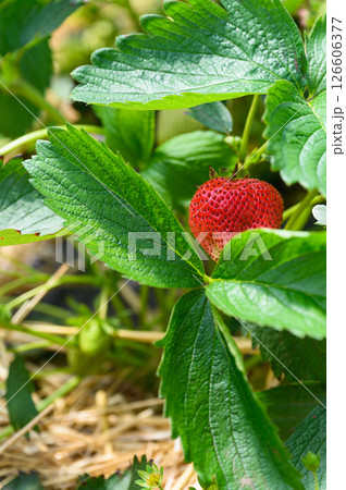 Ripe red strawberry growing among green leaves in garden. 126606377