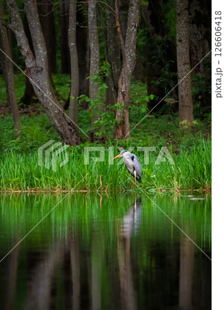 Grey Heron on a forest lake in the green grass Grey Heron on a forest lake in the green grass 126606418