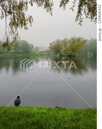 Rainy spring park. Rainy melancholy. 126606422