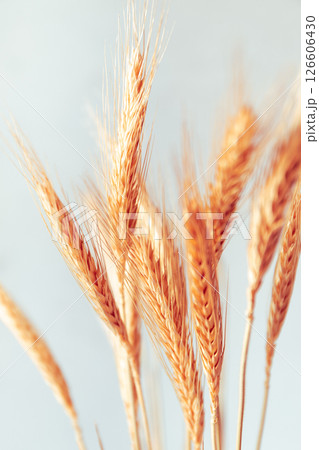 Macro view of dry ears of wheat against light background Macro view of dry ears of wheat against light background 126606430