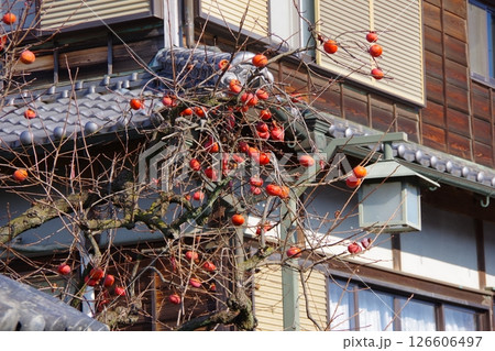 軒先に実る柿 軒先に実る柿 126606497