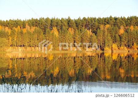 Reflection of pine trees in the water of forest lake. Forest panorama 126606512