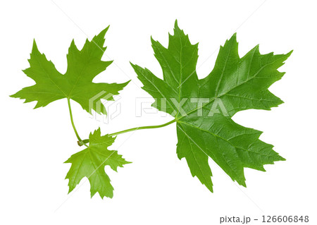 branch of silver maple leaf isolated on a white background. Top view. Flat lay 126606848