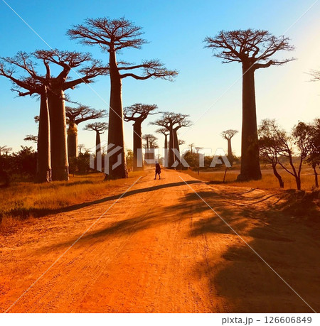 Baobab trees Avenue Madagascar Africa. Baobab trees Avenue Madagascar Africa. 126606849