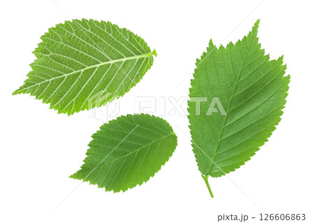 young elm leaves Isolated on white background. Top view. Flat lay 126606863
