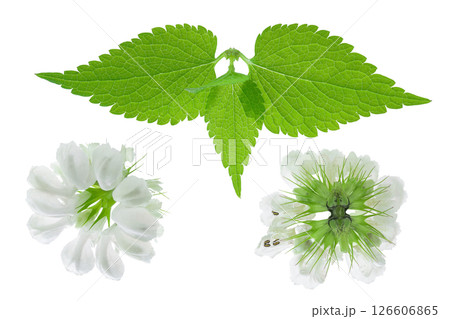 nettle flower isolated on white background. Top view. Flat lay 126606865