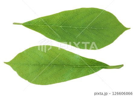 Magnolia leaf isolated on white background. Top view. Flat lay 126606866