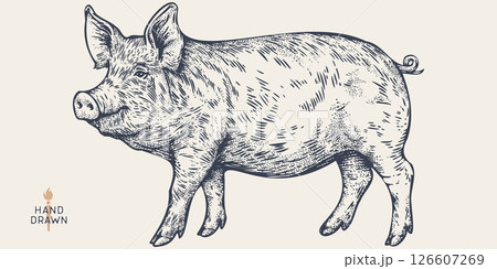 Pork, pig, hog, meat tag label. Template Meat Tag Label. Vintage print, tag, label farm pig sketch ink pencil style drawing. Butchery, pork pig farm, meat shop, text, typography. Vector Illustration Pork, pig, hog, meat tag label. Template Meat Tag Label. Vintage print, tag, label farm pig sketch ink pencil style drawing. Butchery, pork pig farm, meat shop, text, typography. Vector Illustration 126607269