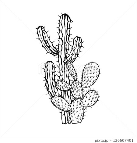 Spiky cacti monochrome vector composition painted by black inks. Opuntia and other cactus graphic sketch illustration minimalist style. For desert themed designs, hipster decor, sustainable branding. Spiky cacti monochrome vector composition painted by black inks. Opuntia and other cactus graphic sketch illustration minimalist style. For desert themed designs, hipster decor, sustainable branding. 126607401
