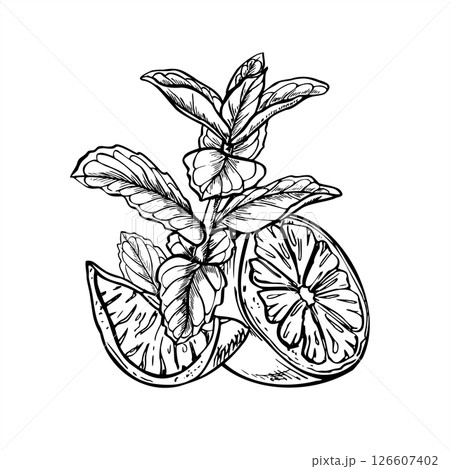 Monochrome vector citrus slices among melissa branches illustration painted by black inks. Etching drawing of lemon or lime with mint herbs for beverage branding, spa menus, healthy food packaging. 126607402