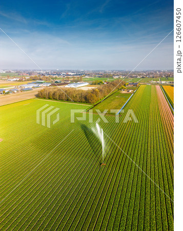 Aerial view of colorful tulip fields with a central sprinkler spraying water, showcasing vibrant rows of crops and greenhouses in the Dutch countryside. Aerial view of colorful tulip fields with a central sprinkler spraying water, showcasing vibrant rows of crops and greenhouses in the Dutch countryside. 126607450