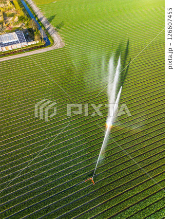 Aerial view of colorful tulip fields with a central sprinkler spraying water, showcasing vibrant rows of crops and greenhouses in the Dutch countryside. 126607455