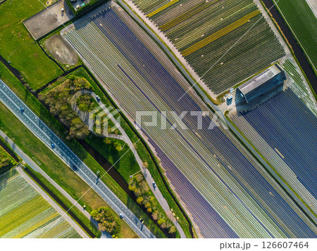 Aerial view of vibrant tulip fields in full bloom, displaying colorful rows of flowers in a rural landscape, with nearby roads, farms, and a distant town under a clear blue sky. 126607464