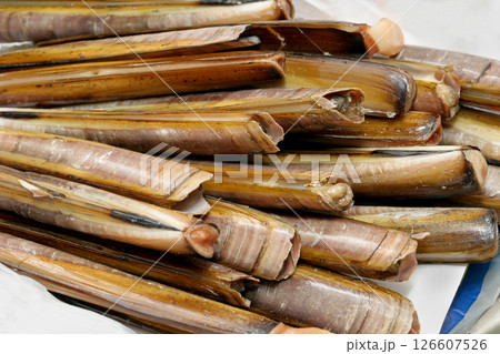 Razor clams Razor clams 126607526