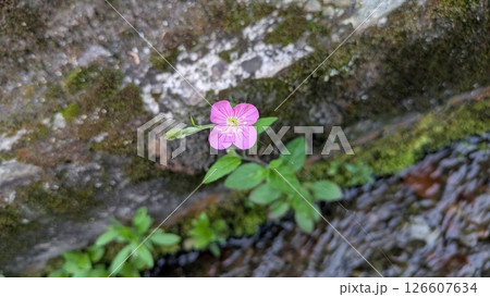川辺の小さな花 126607634