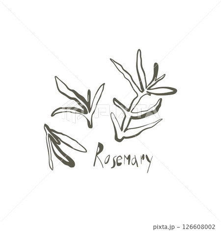 Hand drawn whimsical rosemary sprigs in natural line art style with playful flow and handwritten herb name 126608002