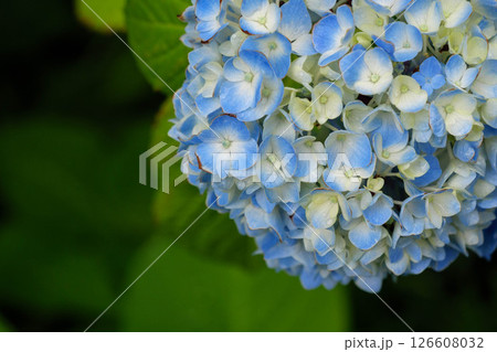 梅雨の時期に雨に濡れる紫陽花の花 126608032