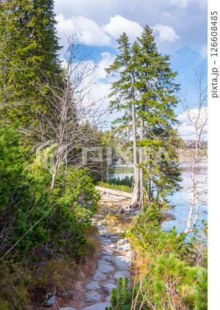 landscape with trail path among trees. forest nature environment in spring landscape with trail path among trees. forest nature environment in spring 126608485