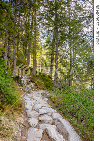 landscape with trail path among trees. forest nature environment in spring landscape with trail path among trees. forest nature environment in spring 126608486