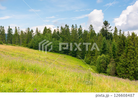 forest on the green hill. countryside landscape in summer forest on the green hill. countryside landscape in summer 126608487