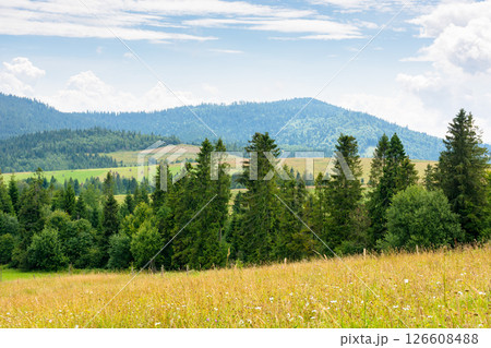 forest on the green hill. countryside landscape in summer forest on the green hill. countryside landscape in summer 126608488