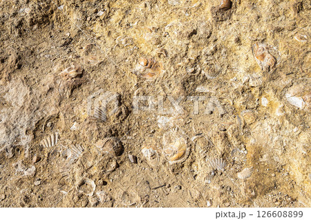 Fossilized shell on the rocky coast of the Algarve, Portugal 126608899
