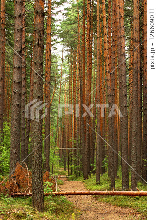 a path in a pine forest with fallen trees. Nature 126609011