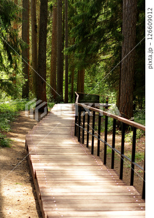 the alley among the larches.road in the forest among trees. the alley among the larches.road in the forest among trees. 126609012