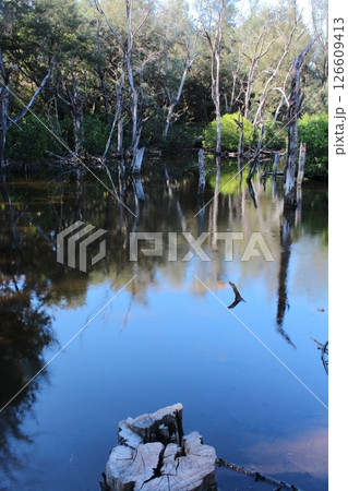 自然 天然 ナチュラル 126609413